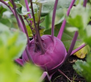 Kohlrabi - Purple - Simple Living