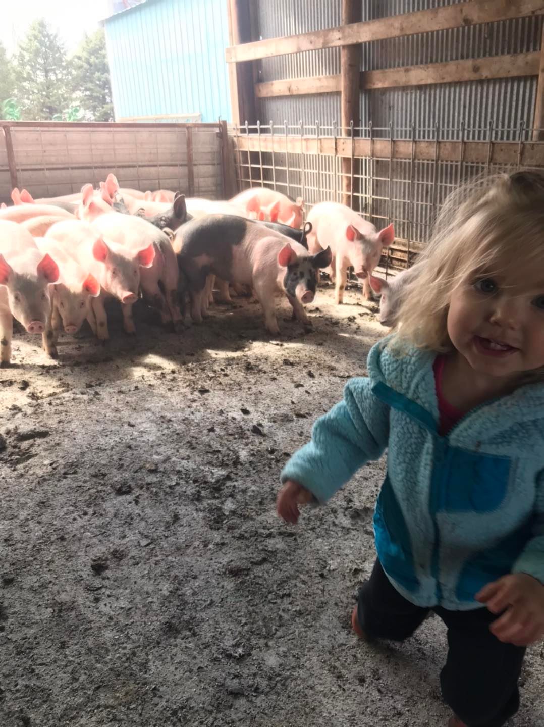 daughter with pigs.jpg