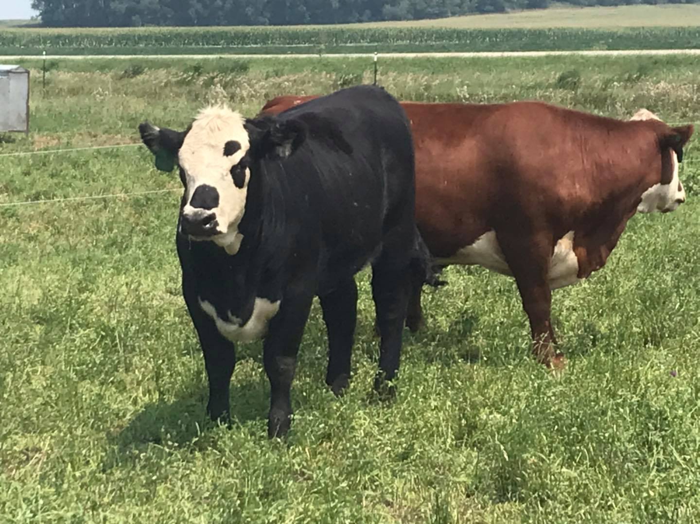 fat cattle on grass.jpg