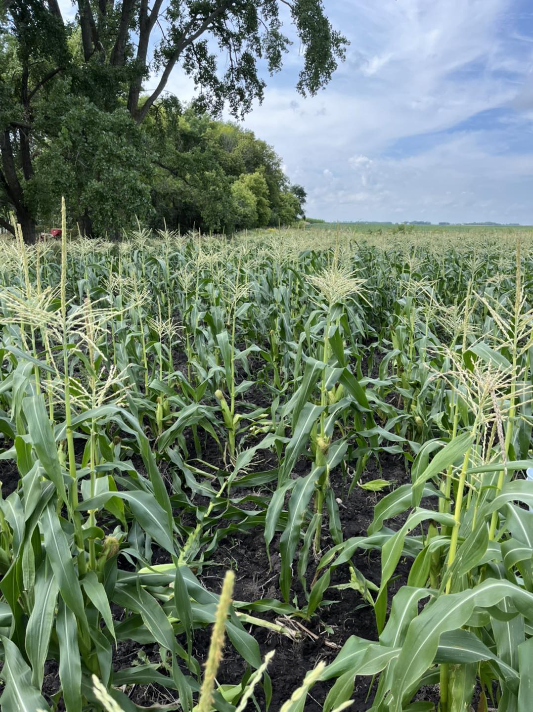 field of sweet corn.jpg