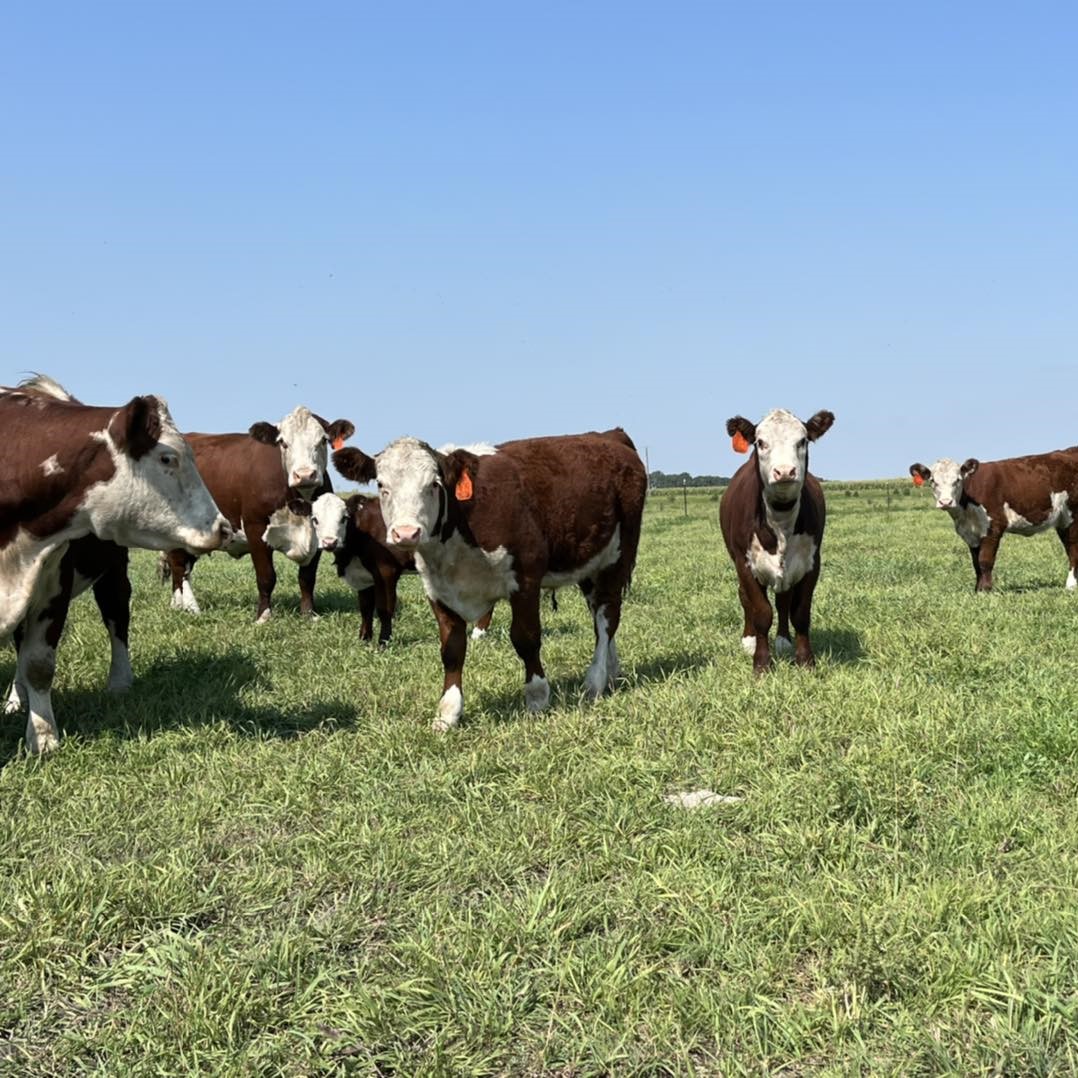 herefords on grass square.jpg