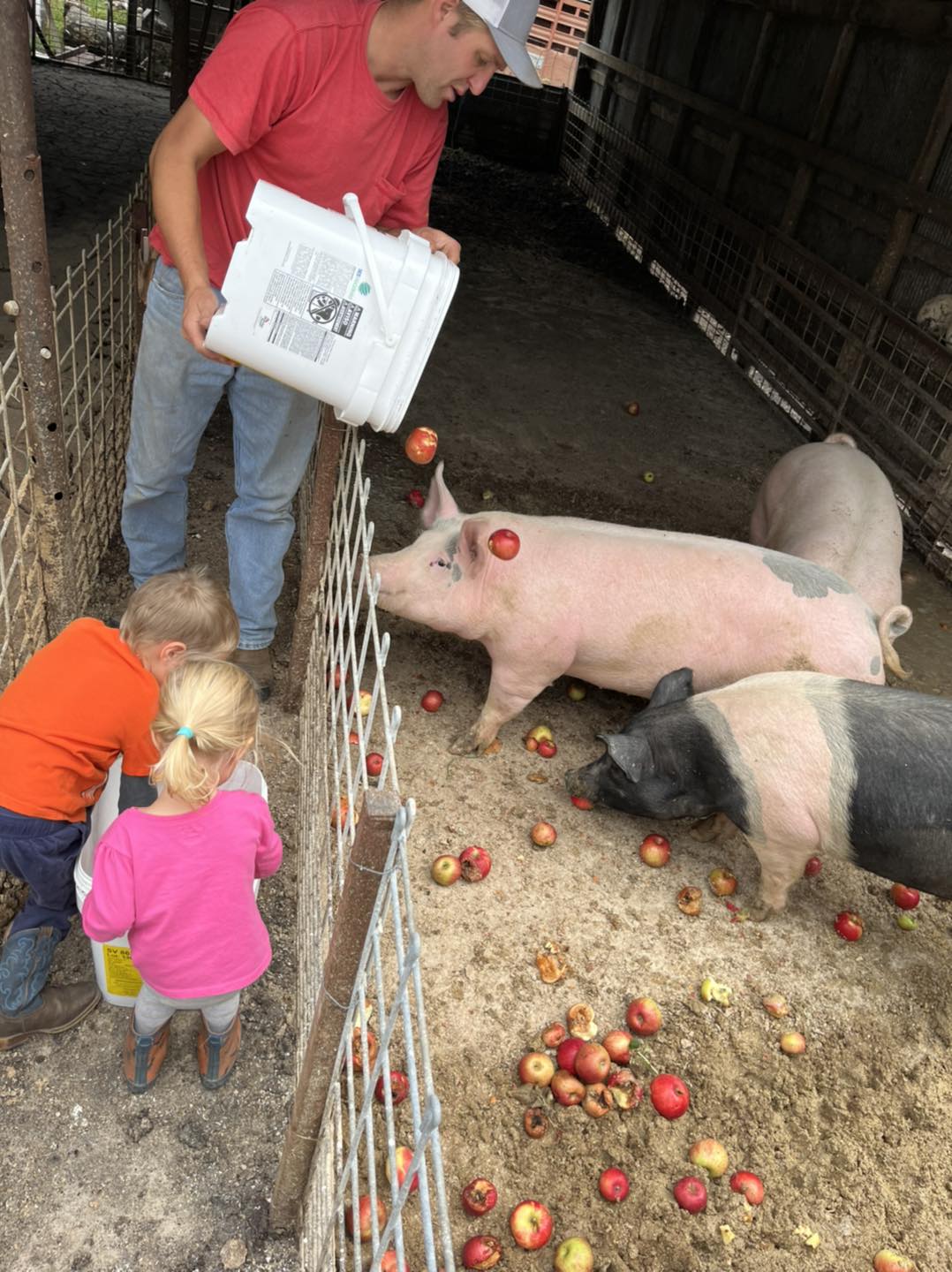 pigs and apples.jpg